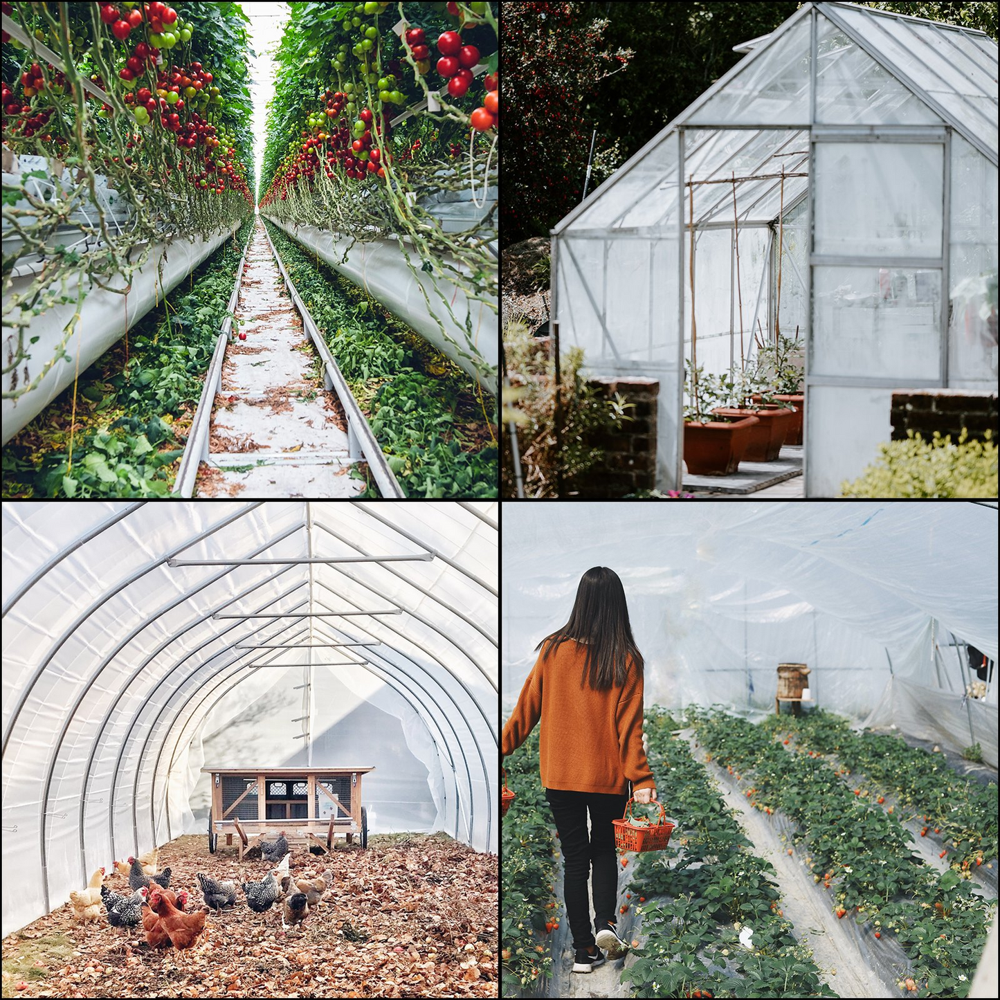 VEVOR Greenhouse Film 10 x 25 ft, Greenhouse Polyethylene Film 6 Mil Thickness, Greenhouse Plastic Greenhouse Clear Plastic Film UV Resistant, Polyethylene Film Keep Warming, Superior Toughness