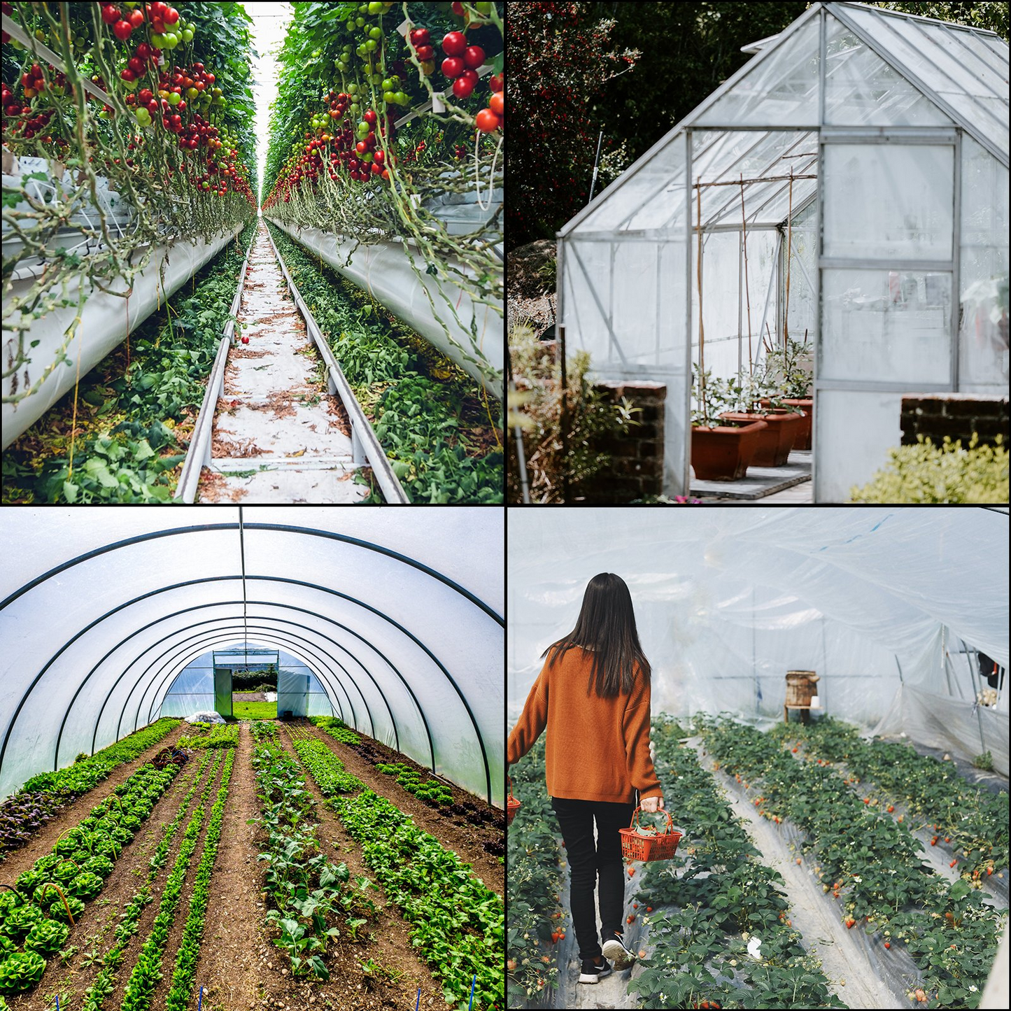 VEVOR Greenhouse Film 10 x 25 ft, Greenhouse Polyethylene Film 6 Mil Thickness, Greenhouse Plastic Greenhouse Clear Plastic Film UV Resistant, Polyethylene Film Keep Warming, Superior Toughness